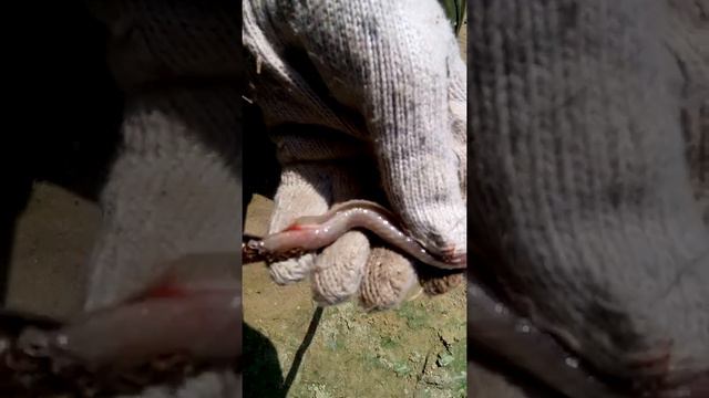 разделка ужа