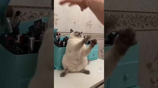 Британский кот окраса колор пойнт? смотреть онлайн