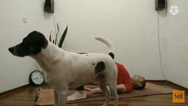 dog and yoga смотреть онлайн
