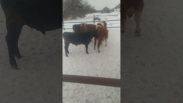 сементалы и белоголовые смотреть онлайн