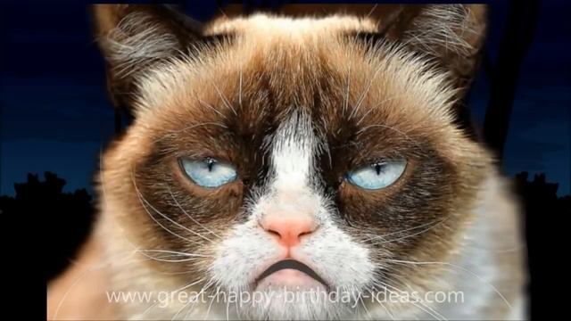 GRUMPY CAT HAPPY BIRTHDAY SONG (TOO FUNNY) смотреть онлайн
