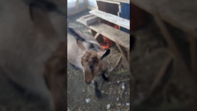 14 февраля,мороз а мы в теплице греемся от солнышка смотреть онлайн