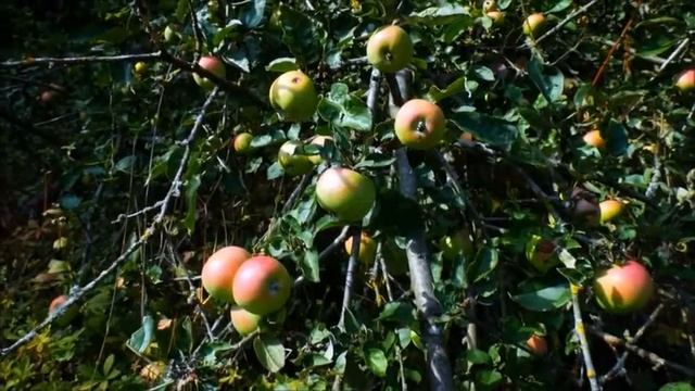 Урожай яблок. Яблочный Спас. смотреть онлайн