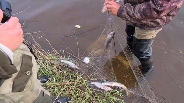 РЫБЫ ВАЛОМ! ХАПУГИ ТРЕЩАТ ПО ШВАМ! РЫБАЛКА НА АМУРЕ! смотреть онлайн