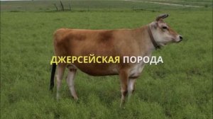 Молочные породы коров - описания и характеристики