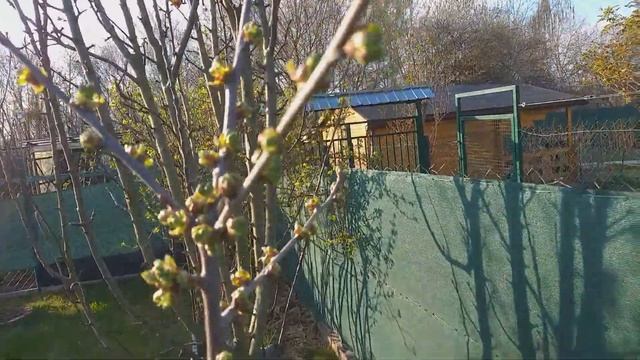 Дача. Весна. Конец марта. Зацвела слива. смотреть онлайн