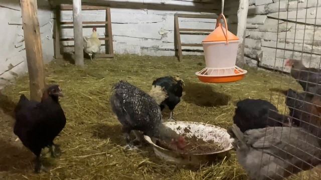 Курочки!!! Не то петух не то курица!!! смотреть онлайн