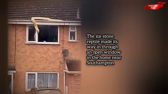 Burmese python tries to break into Southampton home смотреть онлайн
