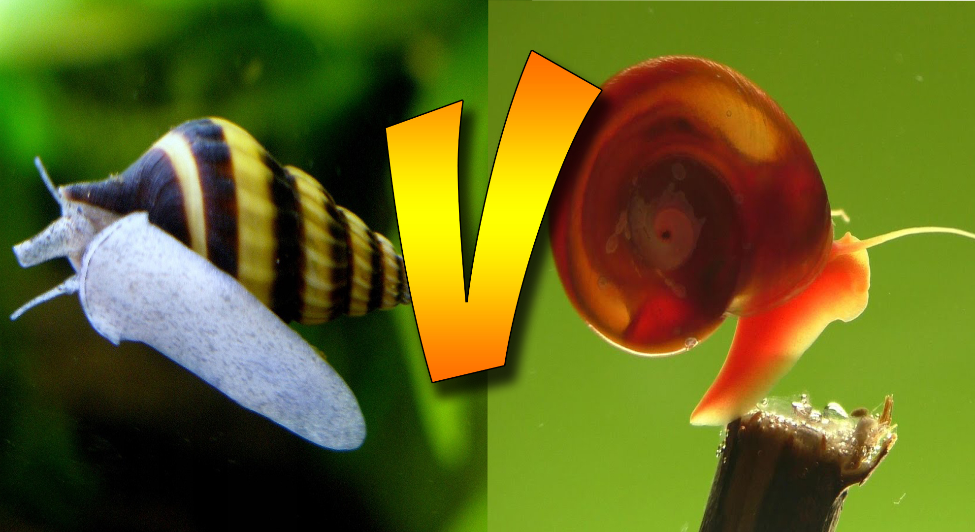 Хищная улитка Хелена против трех улиток Катушек! смотреть онлайн