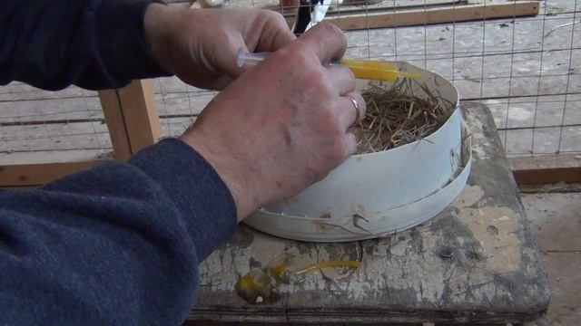 Первое кормление суточных турманят смотреть онлайн