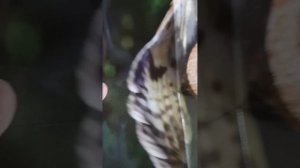 сбабам повелители леса