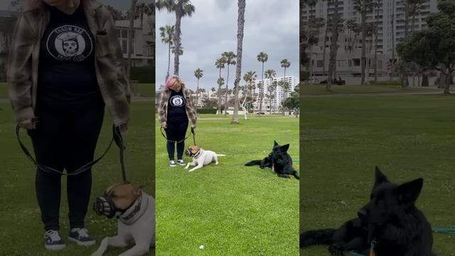 Hot Dog Trainer VS The Dog Daddy. смотреть онлайн