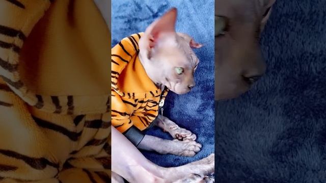 Что случилось с лапами кошки как она будет ходить