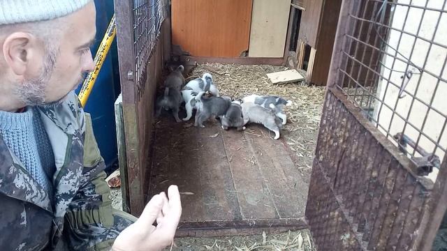 Воспитание щенка с рождения, ЗСЛ и другие породы. смотреть онлайн