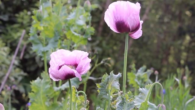 Reiki 2 Minute Timer with Relaxing Music ~ 26 x 2 min Tibetan Bells смотреть онлайн