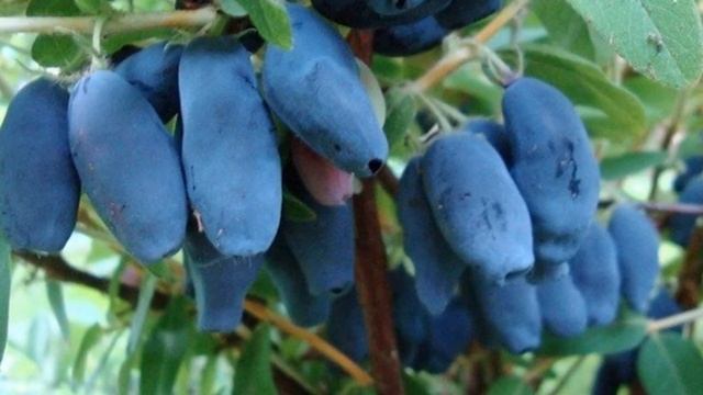 10 секретов выращивания жимолости