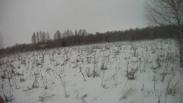 Охота с Эг Фаготом в Кировской области на зайца беляка по белой тропе сезон 2019-2020 г! смотреть онлайн