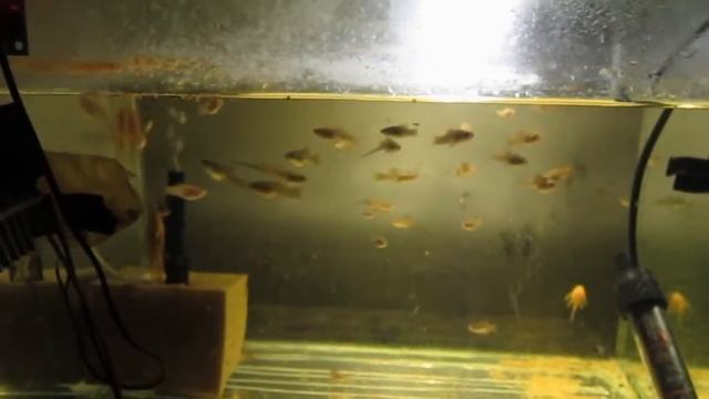 Зелёные и ананасовые меченосцы. не стоит тратить время. баланс в пустышке смотреть онлайн