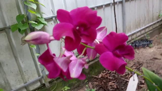 DENDROBIUM. CLEOPATRA × RED MAROON смотреть онлайн