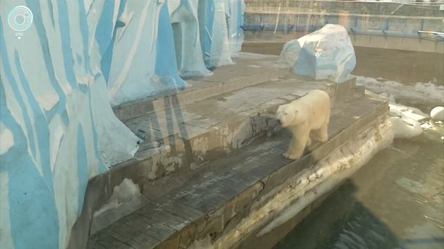 Животных в Новосибирском зоопарке переводят в уличные вольеры смотреть онлайн