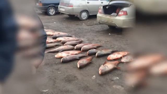 Сотрудники ГИБДД задержали авто с 23 "толстолобиками" смотреть онлайн