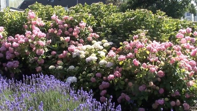 Животные в Режиме Онлайн