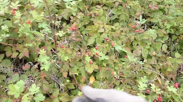 Сбор шиповника 13 сентября 2013 смотреть онлайн