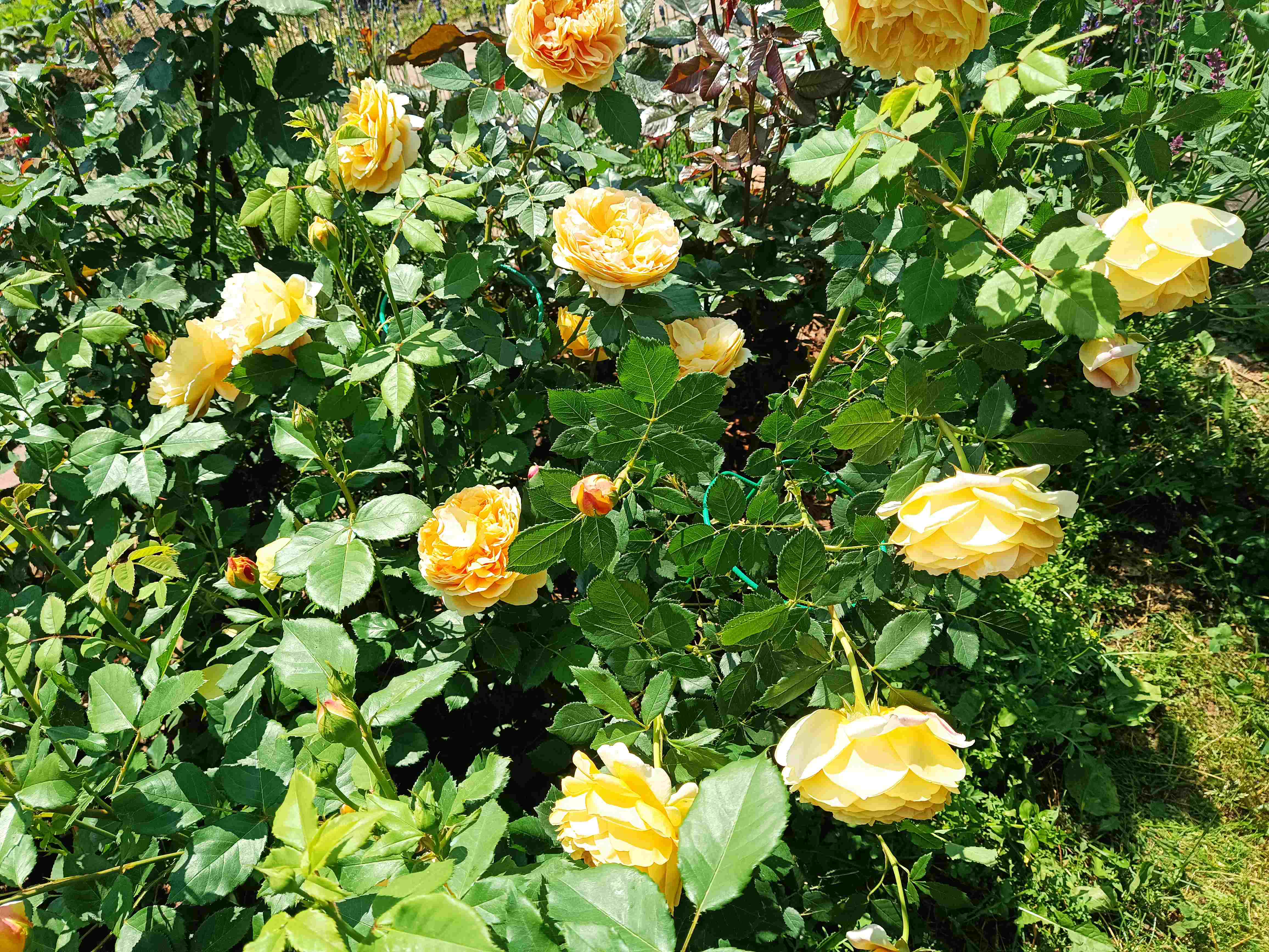 РОЗЫ ЦВЕТУТ. ЧТО ДЕЛАТЬ РОЗОВОДУ? ОТВЕТЫ НА ВОПРОСЫ. НАЧИНАЮЩИМ. смотреть онлайн