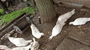 #индоутки #содержание_и_разведение #мускусных_уток