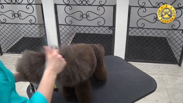 Best Russian Dog Masters - Мастера груминга. Четвертый выпуск с Натальей Маньковой смотреть онлайн