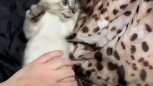 Бенгальский кот Линкс