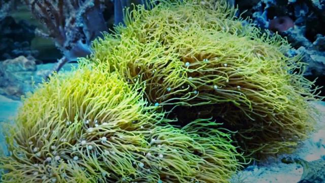 Aquarium - AUTO AWESOME MOVIE смотреть онлайн