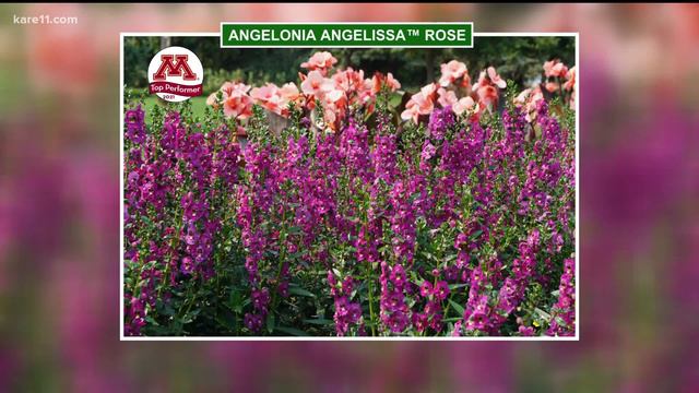 Grow with KARE - Top 10 annuals смотреть онлайн
