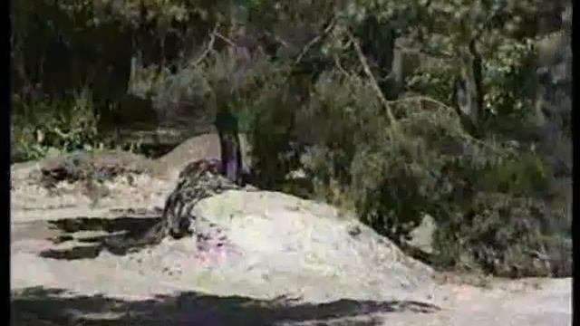 Motocross Nunspeet 1999 - motorcross honda cr125 mx CR 125 remy aust смотреть онлайн