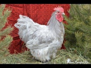 Орпингтон, брама, кохинхин в хозяйстве Гуковские куры