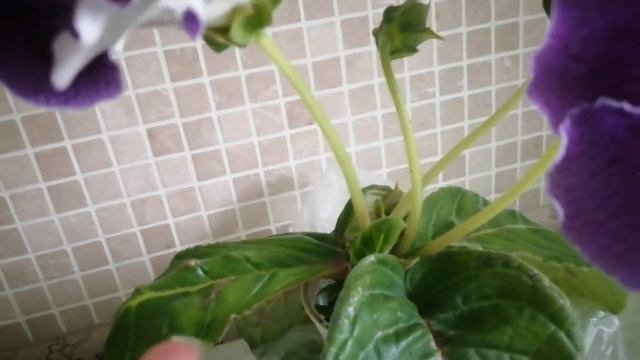 Глоксиния?особенный цвет! ? смотреть онлайн