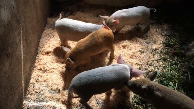 Поросята помесь ландраса с венгеской мангалицей смотреть онлайн