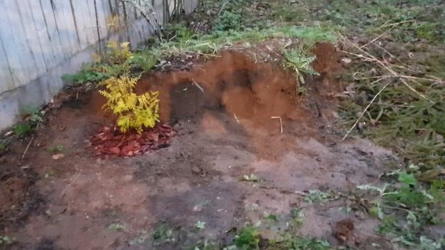 Туя западная Брабанд смотреть онлайн