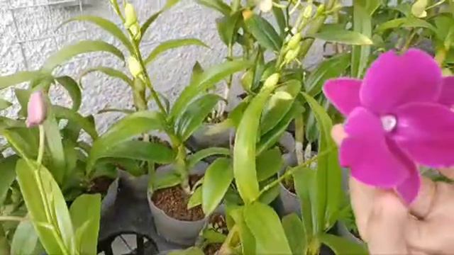 Jual Dendrobium Burana Horn Yang Cantik Dan Murah смотреть онлайн