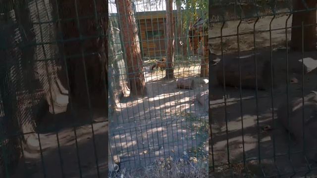 наконец то вышло полное видео про зоопарк #лёня #леонид #семья #зоопарк #лёнялайф #лёняlife смотреть онлайн