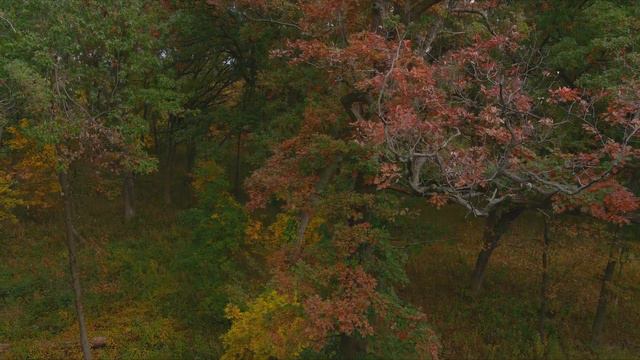 Jazzy Autumn [Autel Evo 2 Pro 6k HDR] смотреть онлайн