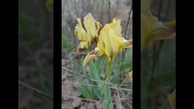 ирисы.mp4 смотреть онлайн