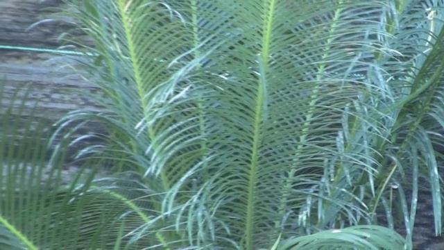 *Sago Palm Tree* +Cycas revoluta+Evergreen Palm Tree+BIG SALE+ смотреть онлайн