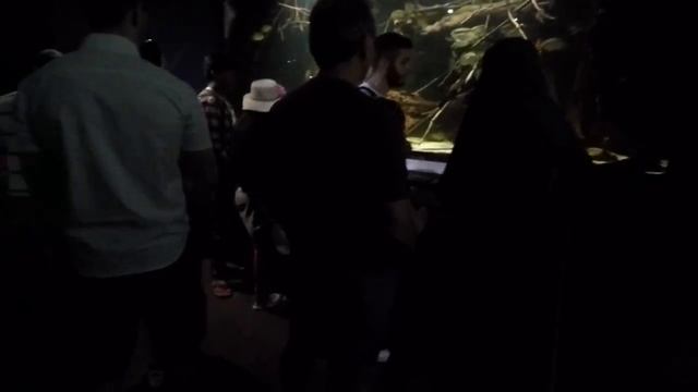Зоопарк Лондона | ZSL London Zoo смотреть онлайн