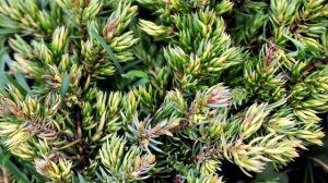 ВИД МОЖЖЕВЕЛЬНИКА- МОЖЖЕВЕЛЬНИК ОБЫКНОВЕННЫЙ???