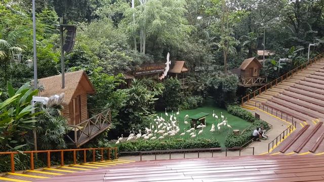 Jurong Bird Park flamingos, getting ready for Showtime! смотреть онлайн