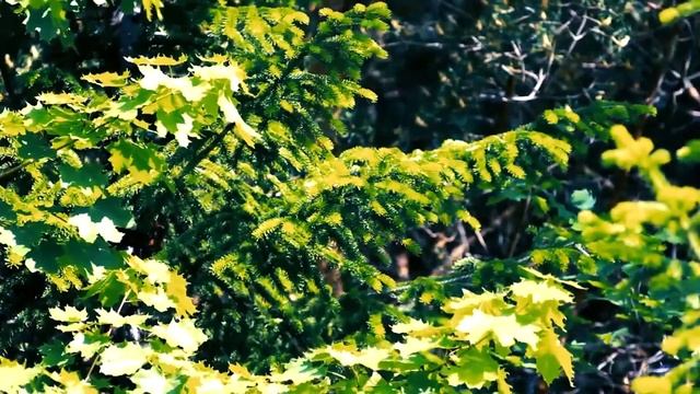 Звуки природы, пение птиц, Звуки Леса, для релаксации, сна, Медитации, Relax Sounds of nature - 202 смотреть онлайн