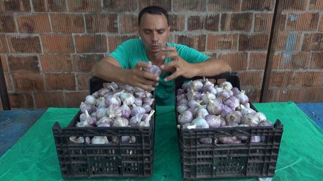 ВИРОЩУВАННЯ ЧАСНИКУ ВІД ВИСАДКИ ДО ЗБОРУ ВРОЖАЮ СЕЗОН 2022 смотреть онлайн