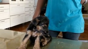 Выдавливание червей, личинок! Манговые ЧЕРВИ! 2