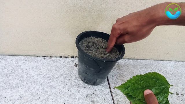 Grow habiscus by leaves | Habiscus propagation in soil | Habiscus leaves propagation смотреть онлайн